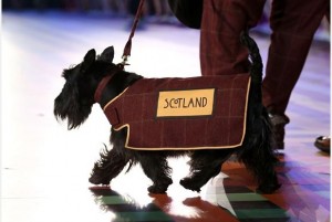 Scottish Terrier - Glasgow Commonwealth Games