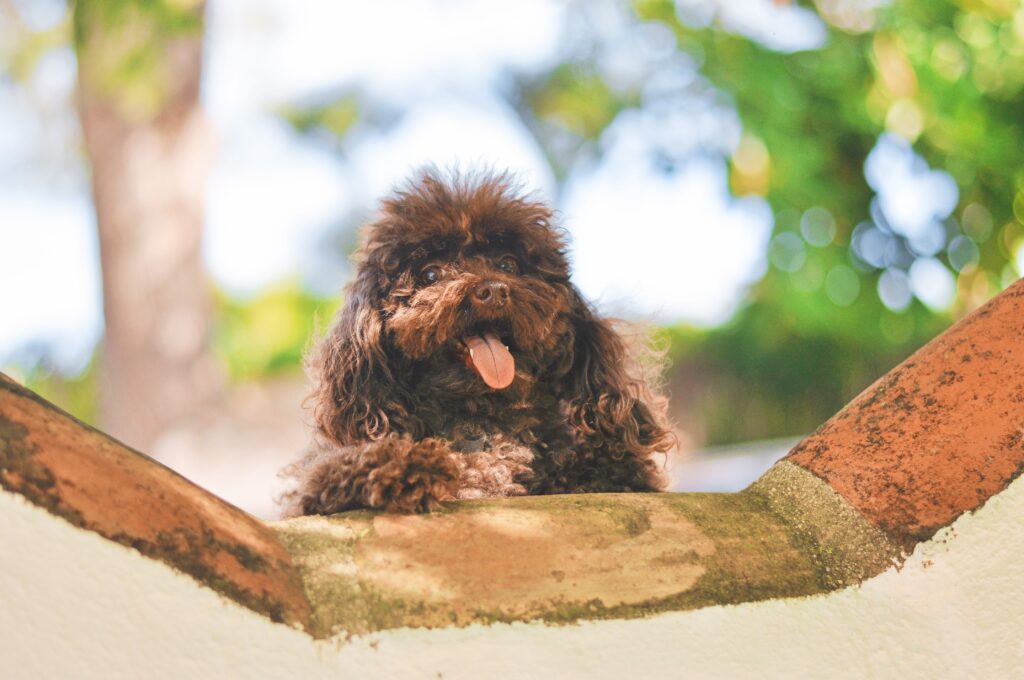 pet therapy dog poodle Coco. Counselling Psychotherapy Coaching.
